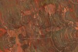Polished Stromatolite (Inzeria) Section - Million Years #129179-1